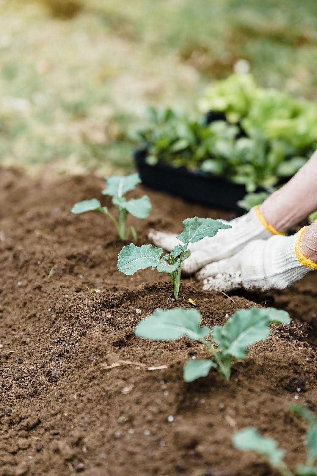 How to Plan a Garden for Beginners: Part 1 - Root Tend Flourish