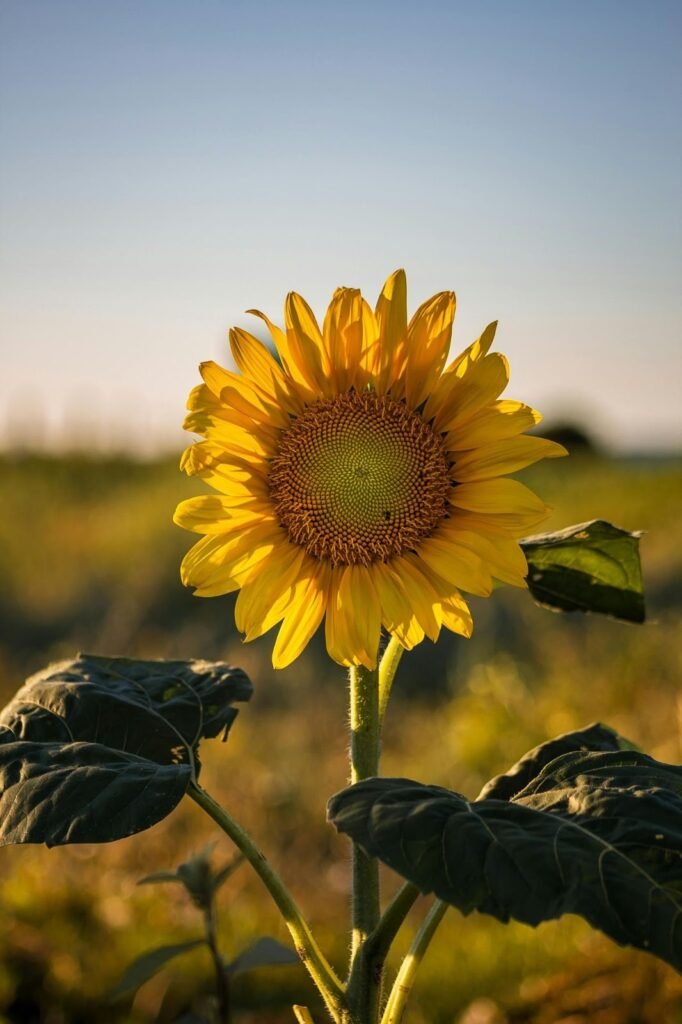 A sunflower requires a lot of sunlight.