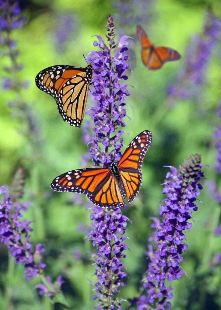 Choosing the right plants for garden light is important.