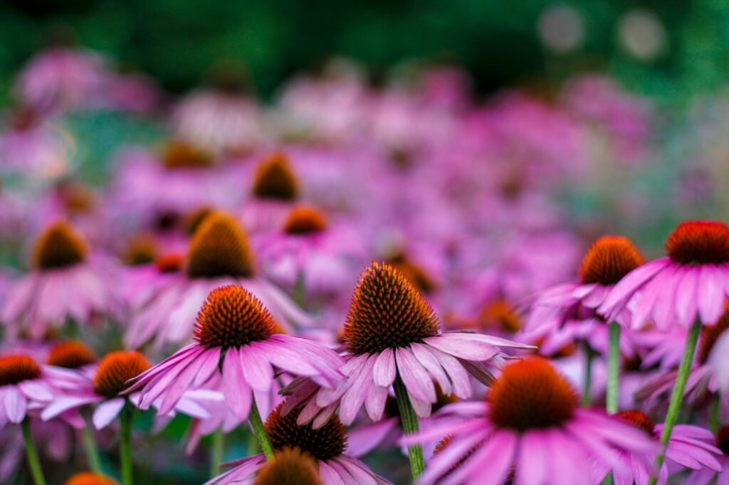 Having the right gardening supplies will help you grow beautiful flowers like these.