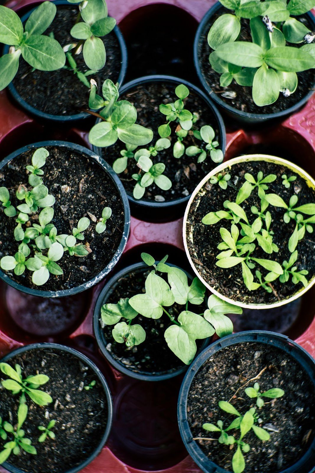 Like seedlings, start small when planning for the new year. 