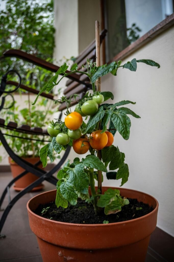 Tomatoes grow well in containers when you have limited garden space.
