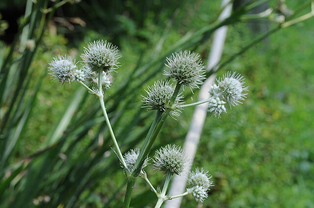 Eryngium_yuccifolium_(2021)