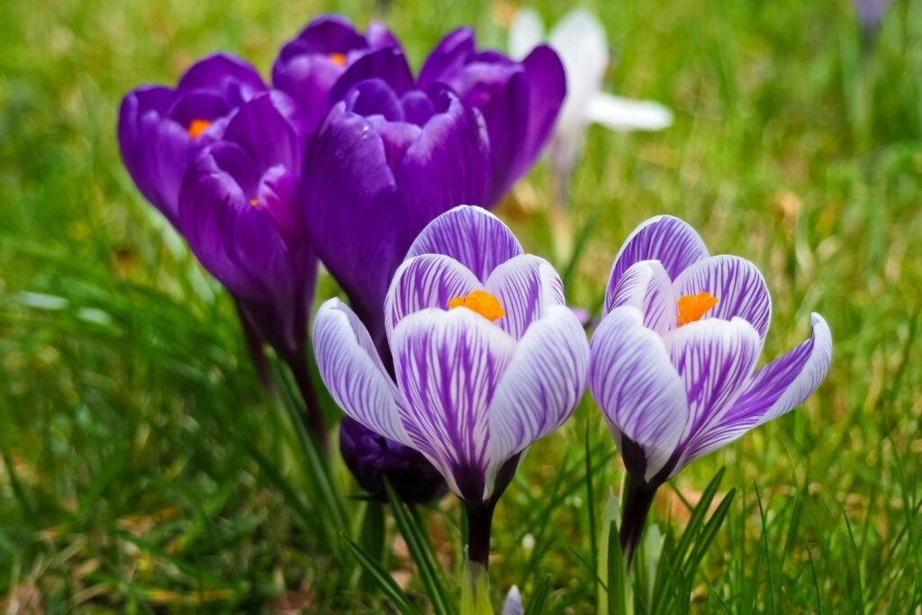 Prepare Your Winter Garden for spring crocuses