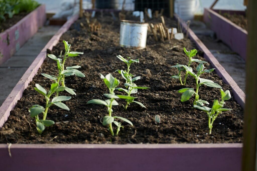 Prepare Your Winter Garden to grow seedlings
