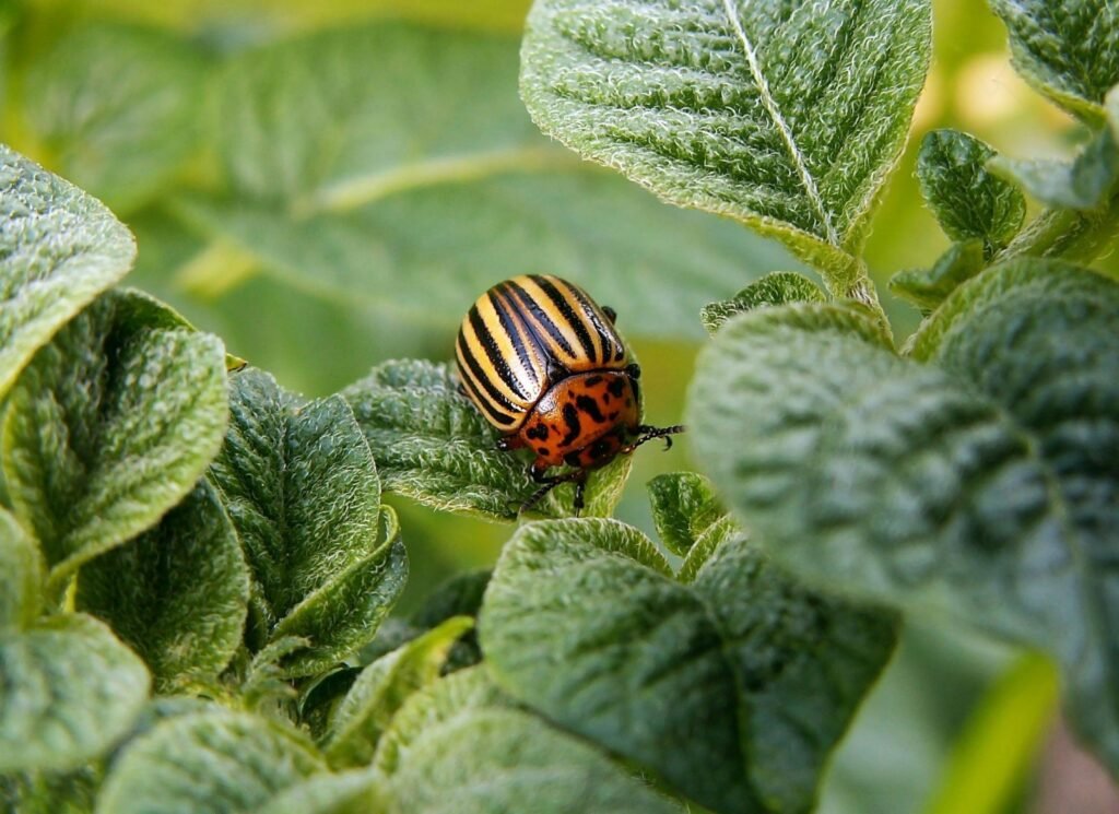 Beetles are a common garden pest.
Choosing good plants for beginners can help avoid pests.