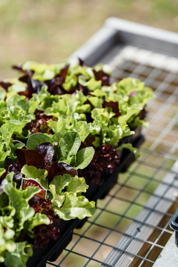 Lettuce grows easily and is a good choice for a plants for beginners
