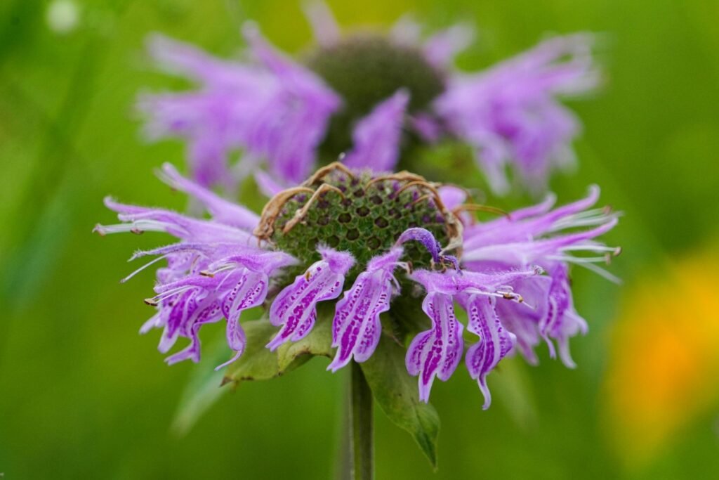 Purple bee balm is one of many unusual perennials.