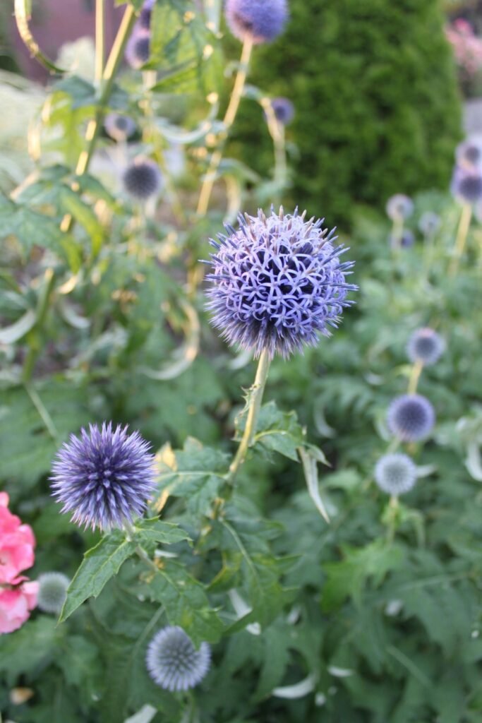 Use unusual perennials in your garden for interest. Globe thistle.