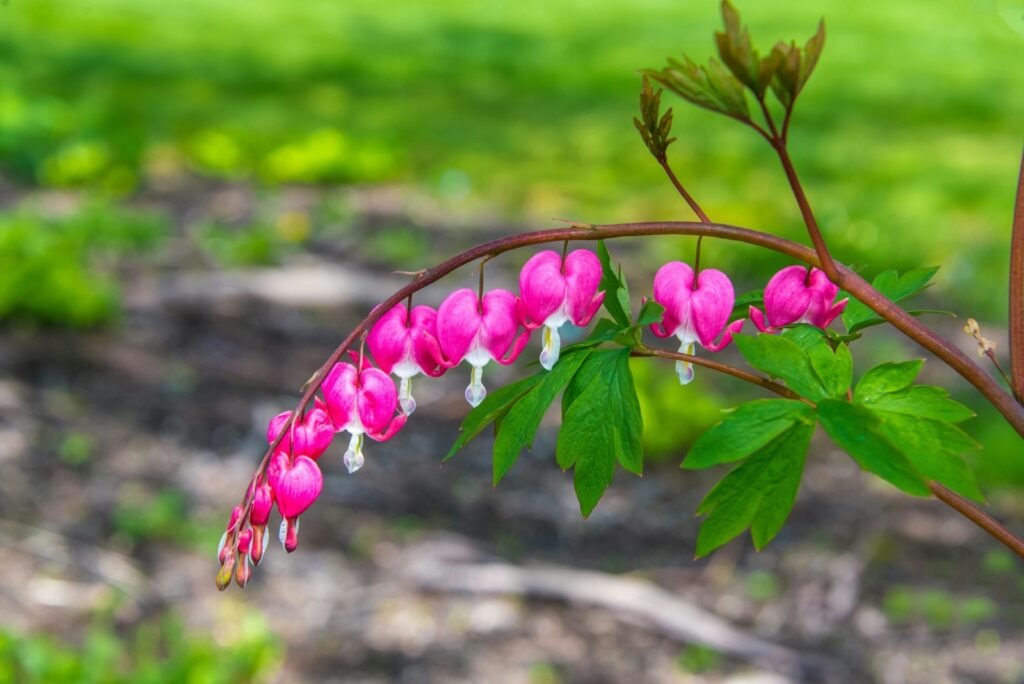Bleeding heart flower. Unusual perennials add interest to your garden.