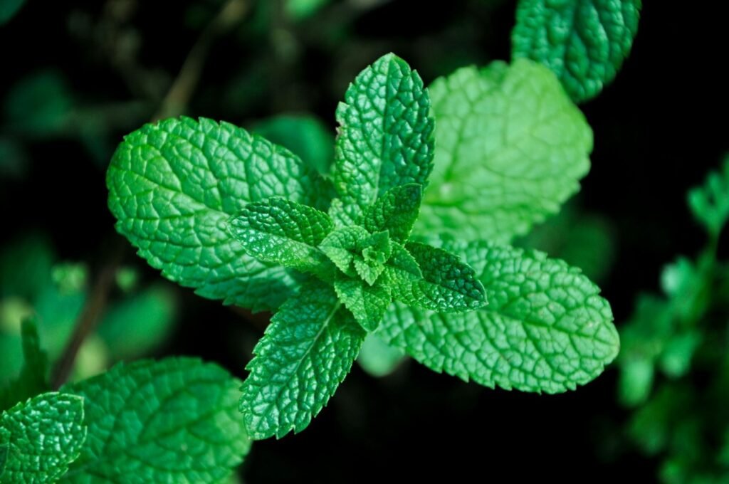 Apple mint. Add some unusual perennials to your garden.