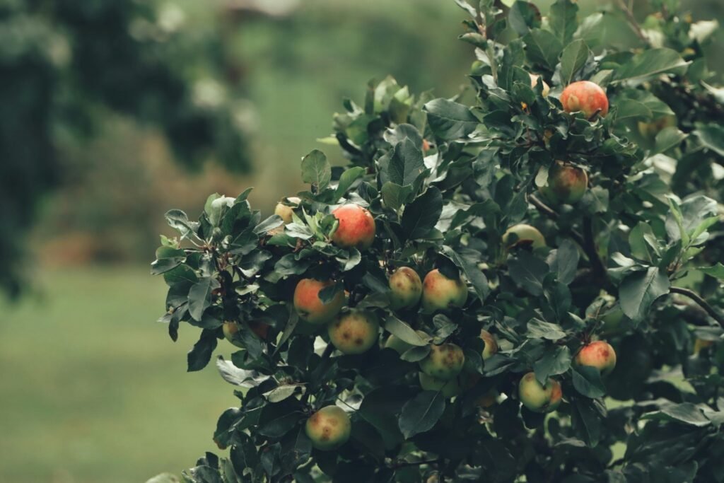 Pruning is important for fruit development. Apple tree with fruit.