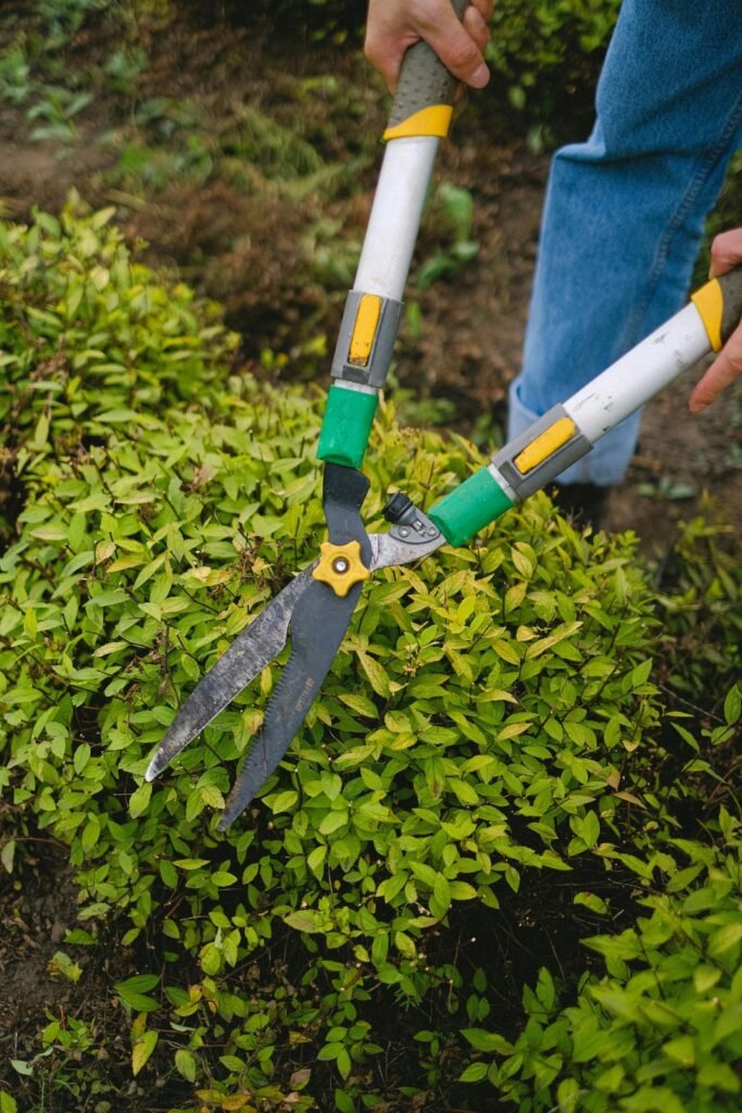 Pruning is important for shaping shrubs like this.