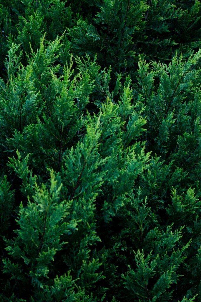 Pruning is important for foliage growth. Dense evergreen growth.