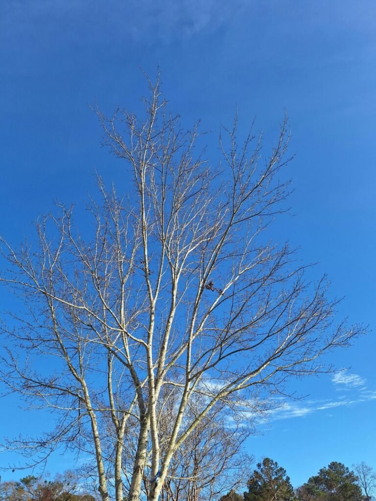 Pruning is important to let in light. Large shade tree.