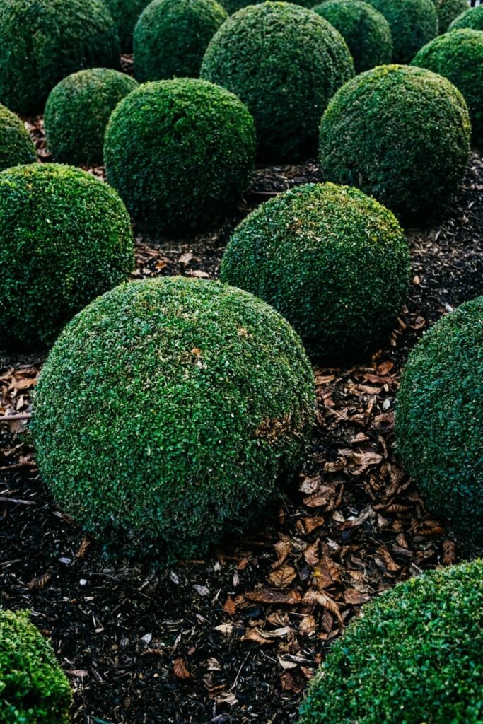 Pruning is important for form. Round boxwood shrub.
