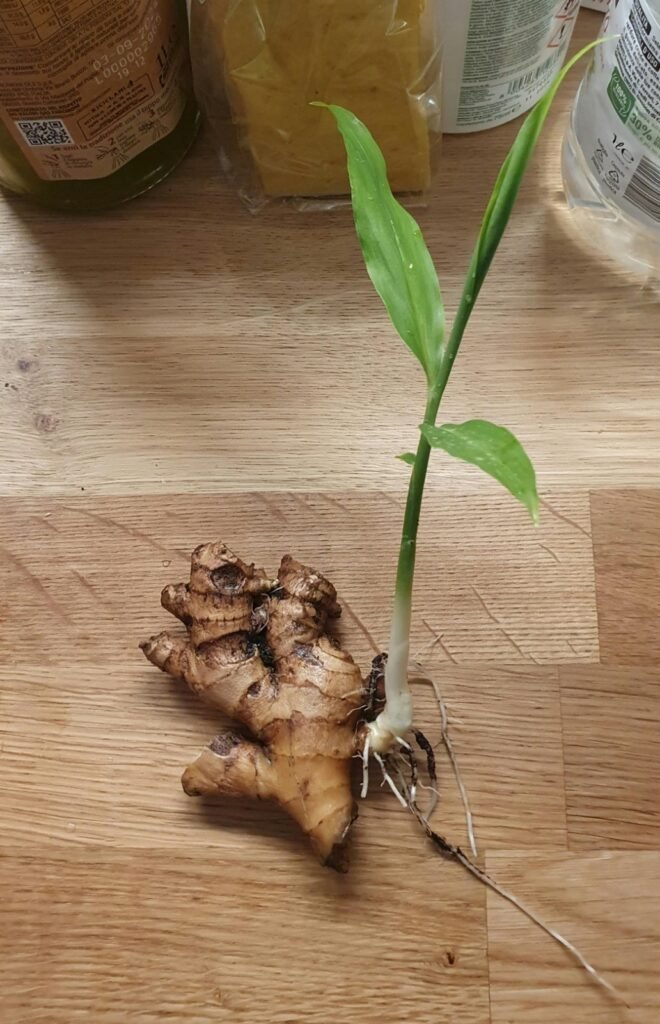 Tea for a sore throat. Fresh ginger plant.