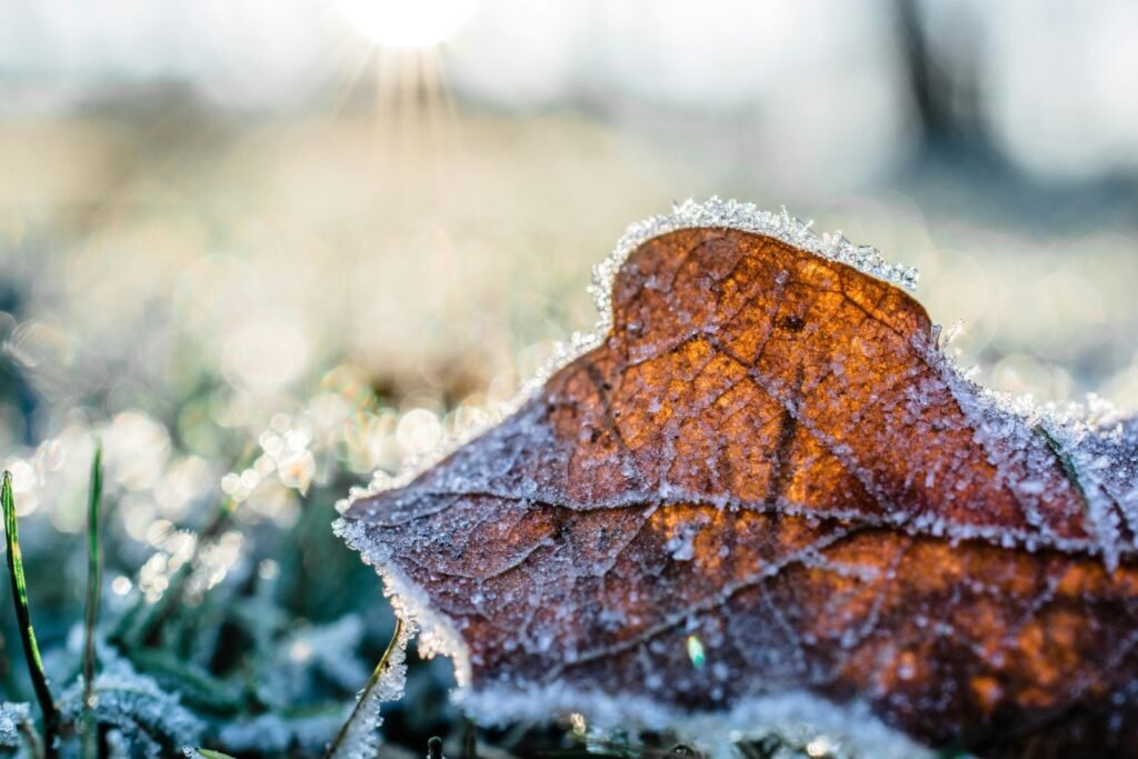 Leaf with morning frost
Prepare Your Winter Garden