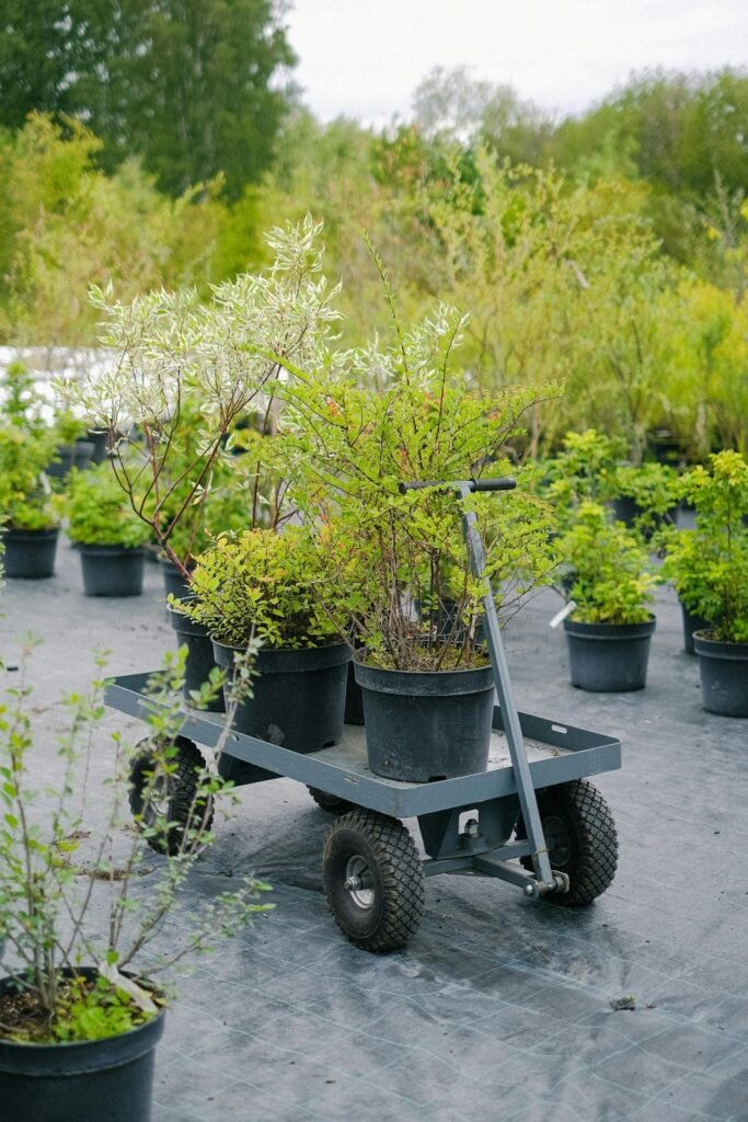 Prepare Your Winter Garden by looking new plant material