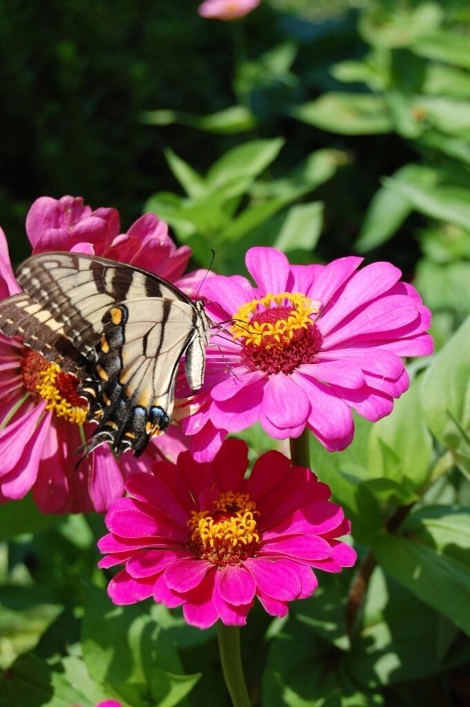 Easy Garden Plants for Beginners include zinnias like these.