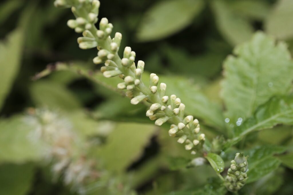 vecteezy_close-up-of-a-flower-of-a-aloysia-virgata_34091538