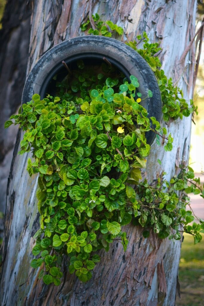 Old tired on tree with plant. This is a unique container idea.