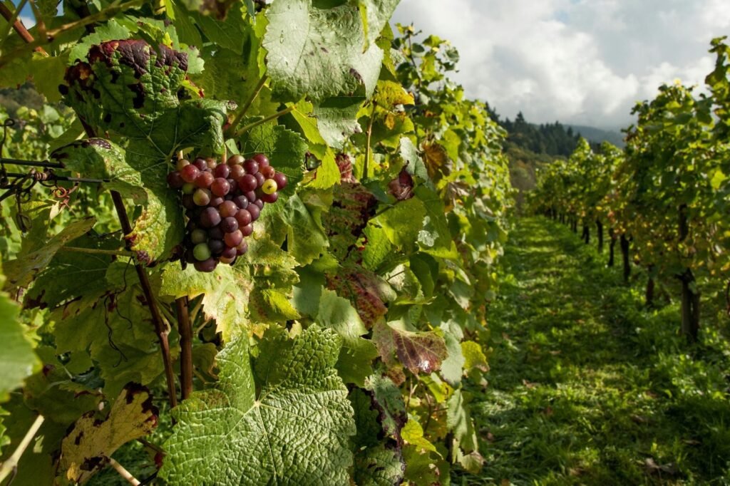 Pruning for growth in a vineyard.