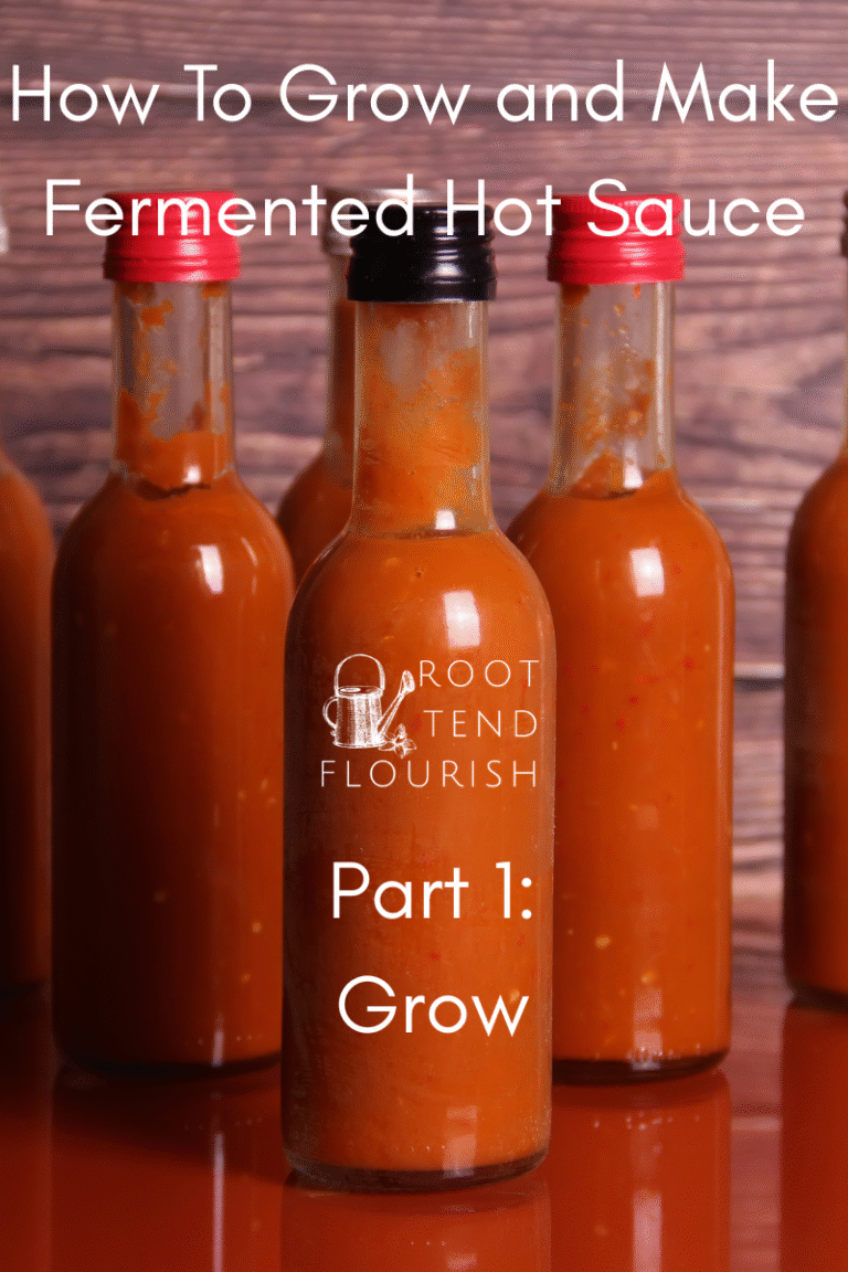 How To Make Fermented Hot Sauce (Part 1)