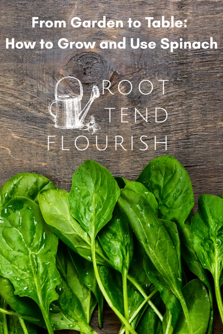 From Garden to Table: How to Grow Spinach and Use It