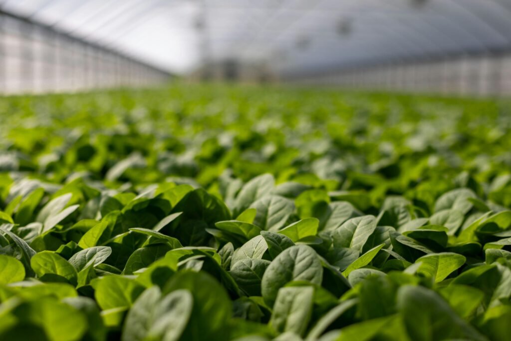 You can grow spinach in garden beds like these.