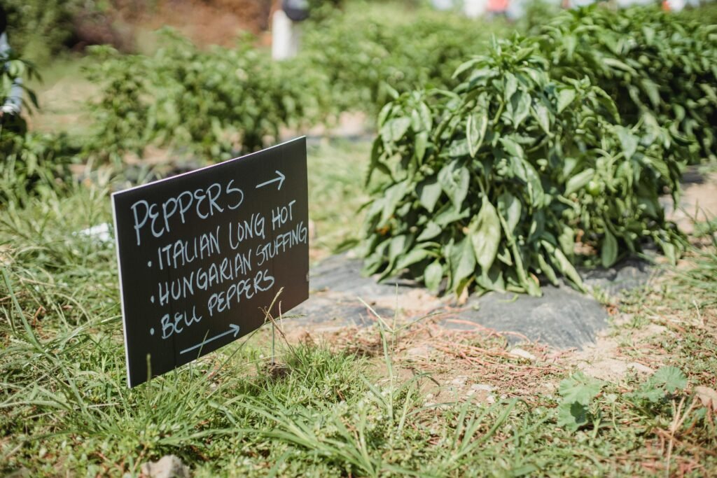 Hot sauce peppers in the garden