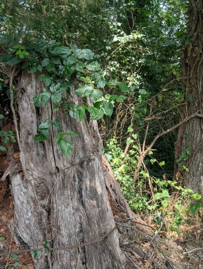 Assess your property's invasive plants like poison ivy.