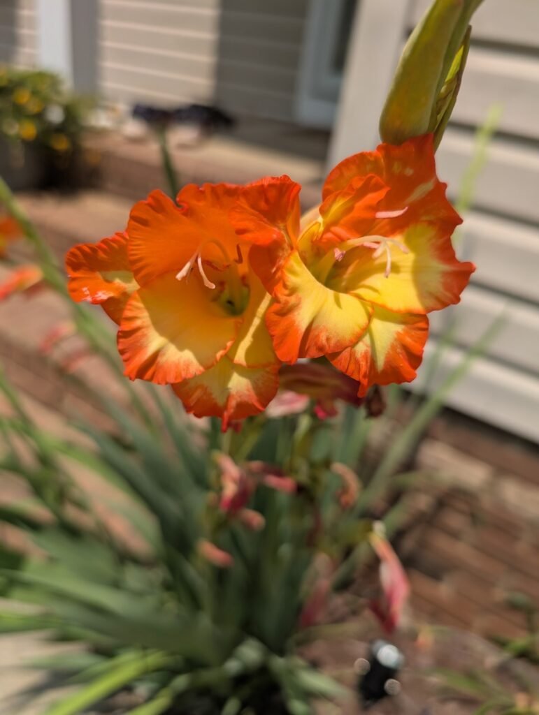 Assess what plants currently grow.
