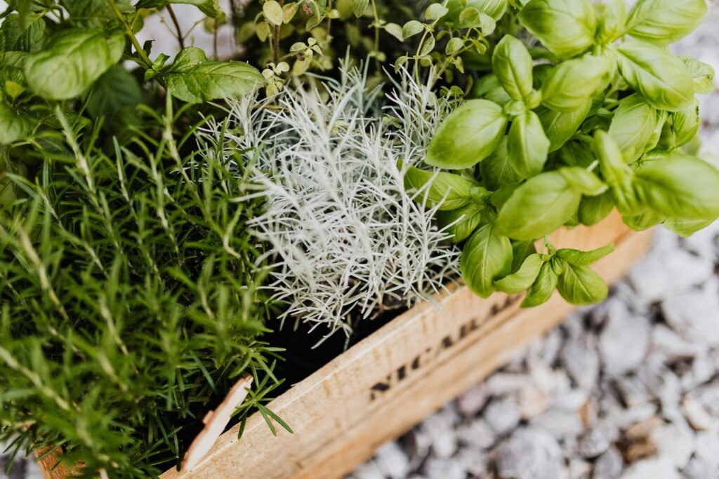 herbs and spices in a box