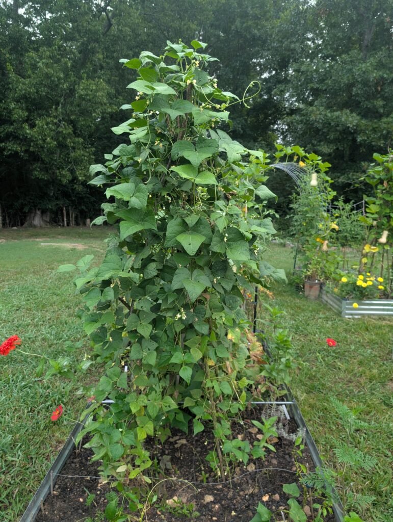 rustic bean teepee can be made from branches.