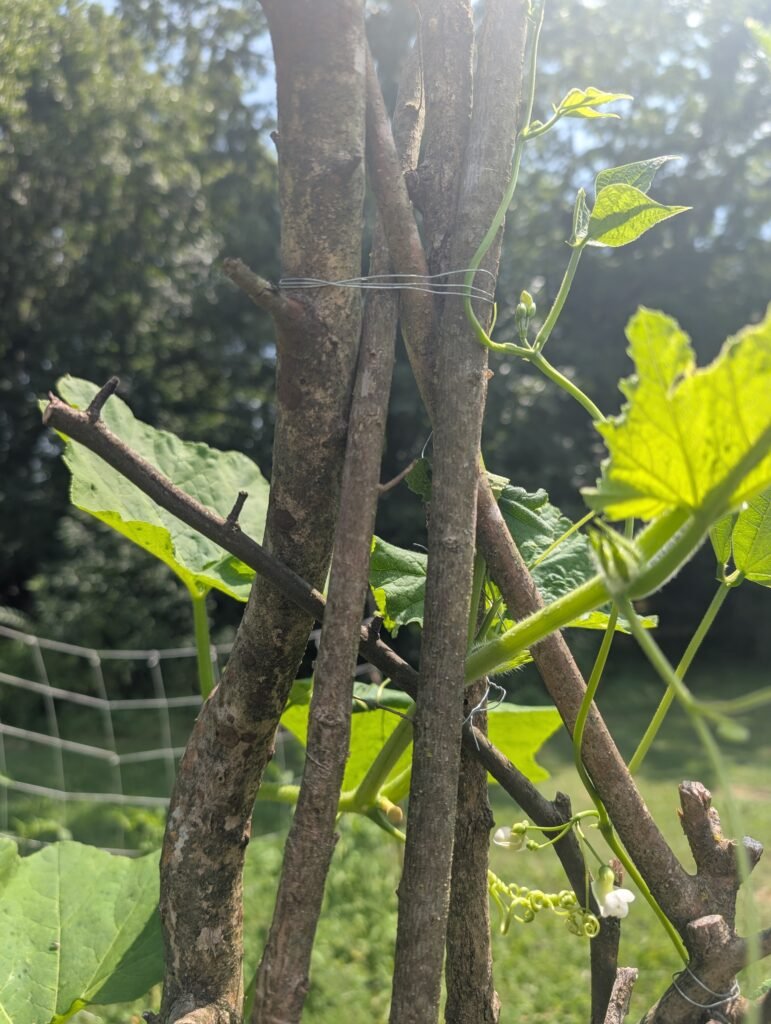 tie the tops of the branches together on your rustic bean teepee.