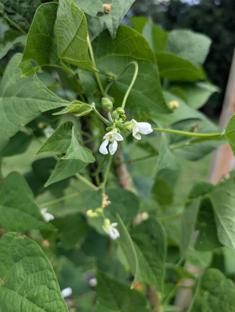 green bean flower.