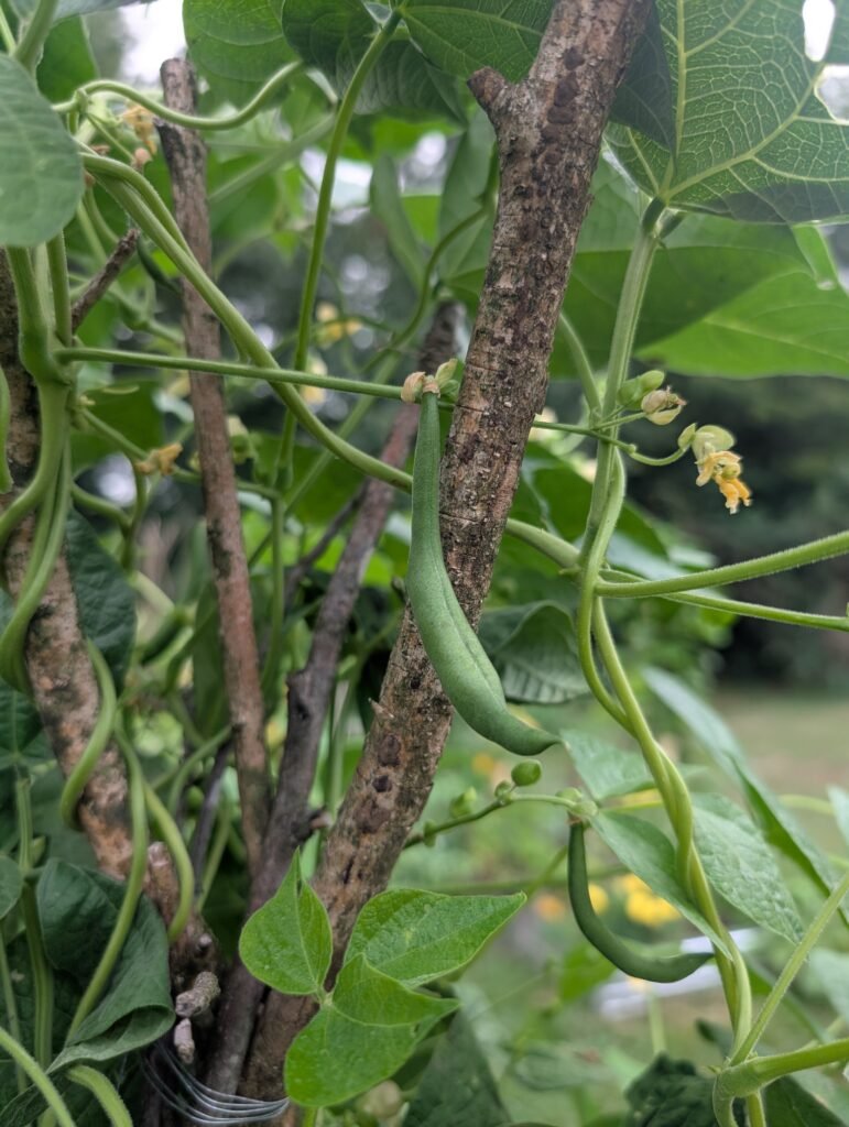 green bean growing on rustic bean teepee.