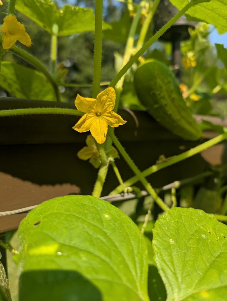 cucumber vine and flowers.