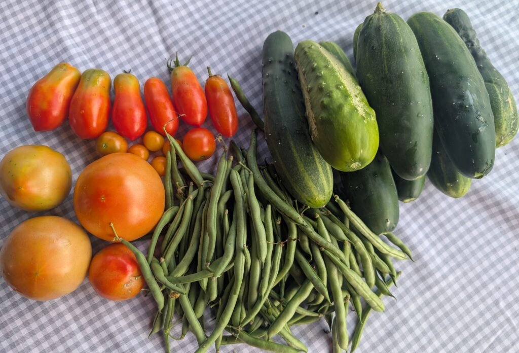 table with cucumbers for refrigerator pickles.