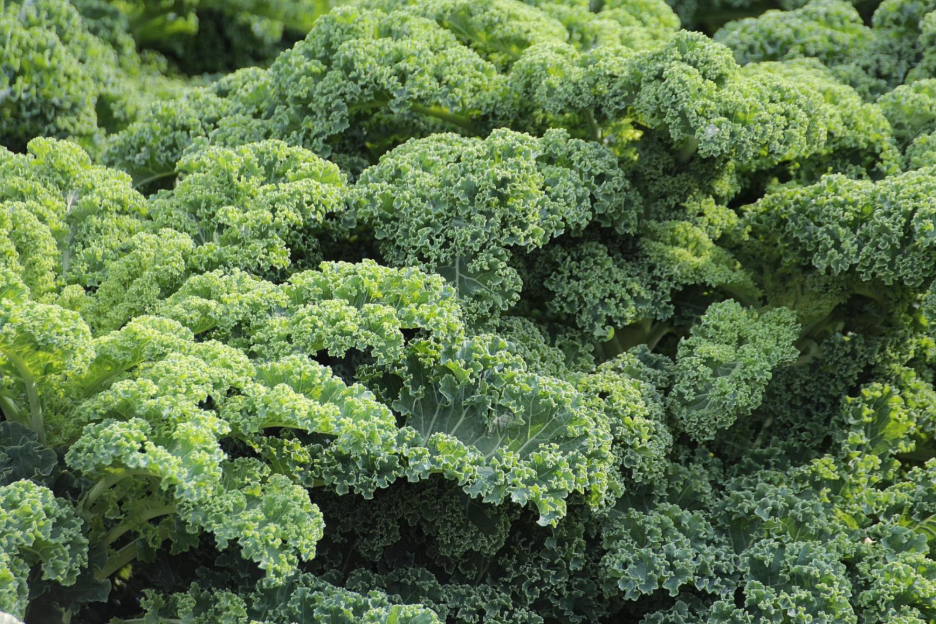 Kale is a great addition and easy plant to grow in a fall garden. 