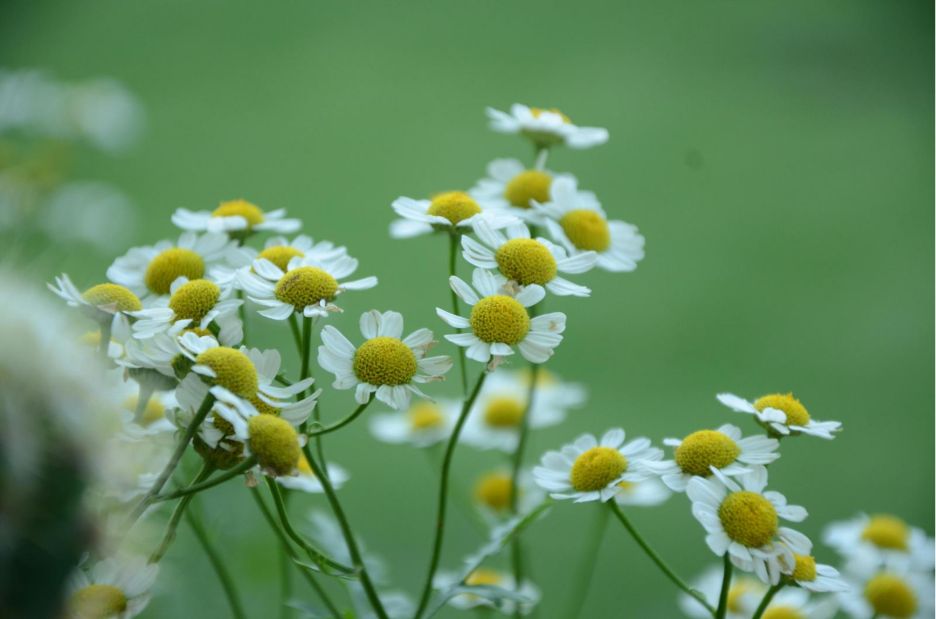 Dry your own herbs for tea such as chamomile.