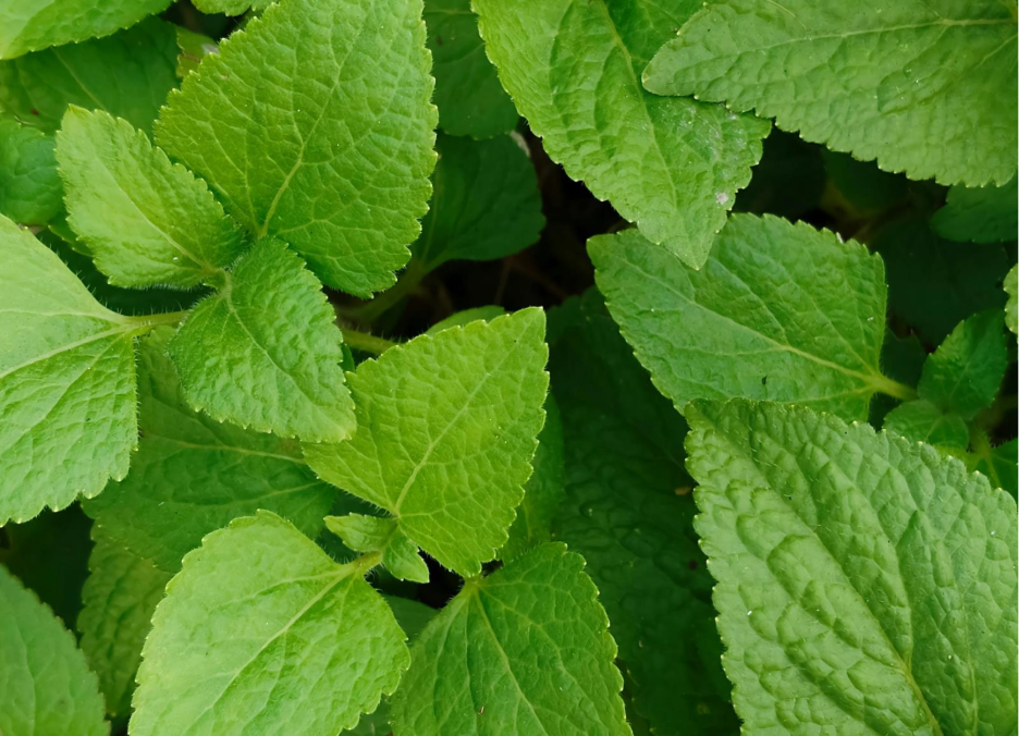 Dry your own herbs for tea such as this mint. 