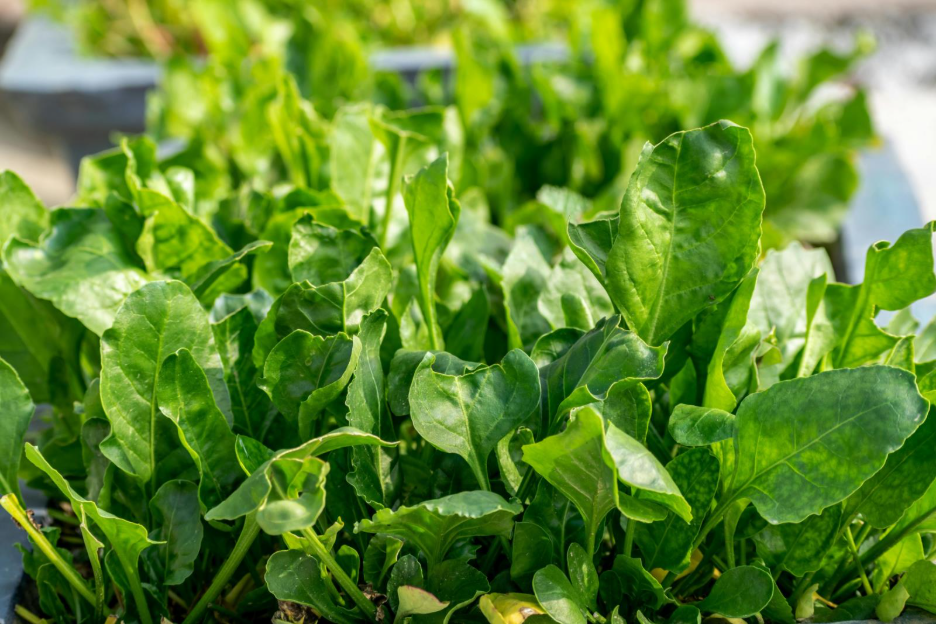 Fresh Spinach is a good plant to grow in a fall garden. 