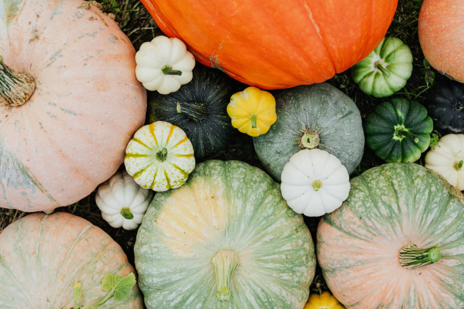 Fall pumpkins are a good option for plants to grow in a fall garden. 