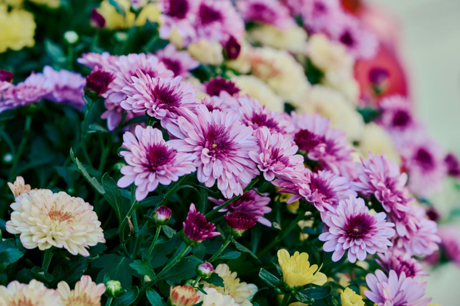Replant fall mums like these pink ones for future color.