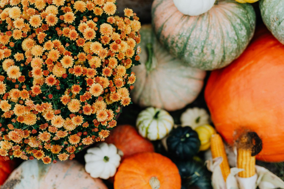 You can replant fall mums like these orange ones in your garden. 