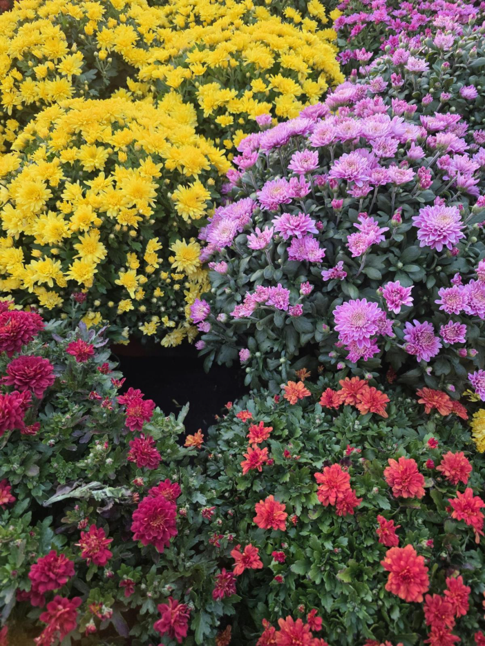 Replant fall mums like these purple and red ones in your garden.