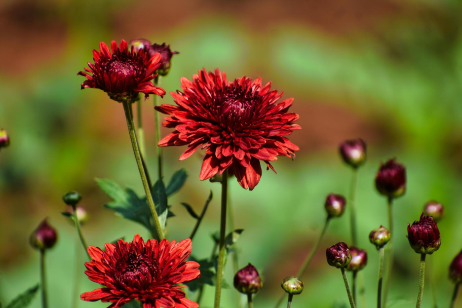 Replant fall mums like these red ones. 