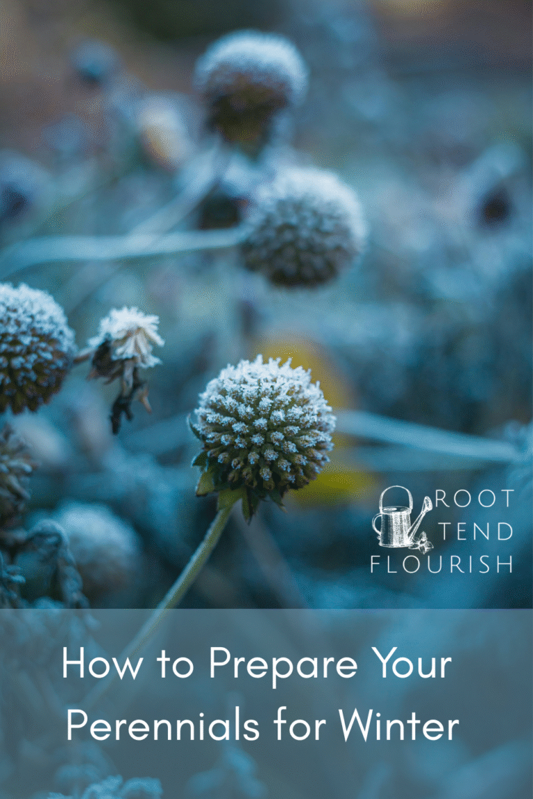 How to Prepare Your Perennials for Winter